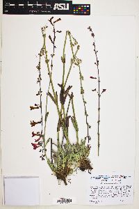 Penstemon utahensis image