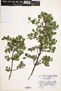 Symphoricarpos rotundifolius var. rotundifolius image