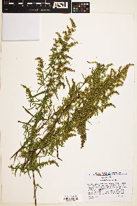 Artemisia dracunculus image