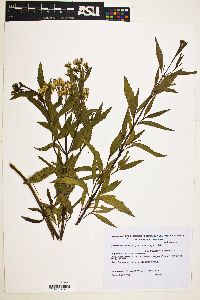 Chromolaena laevigata image