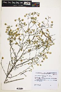 Image of Symphyotrichum graminifolium
