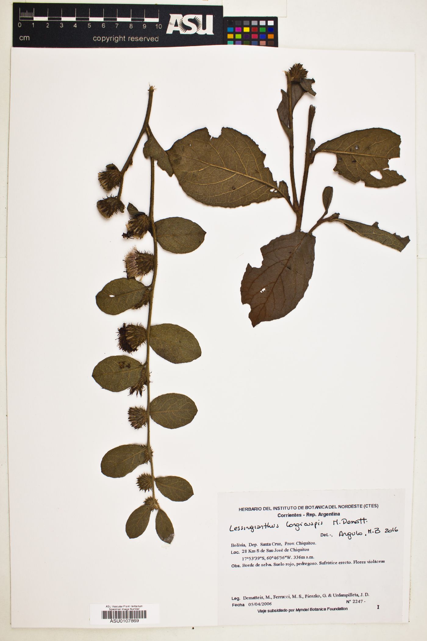 Lessingianthus longicuspis image