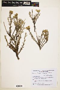 Senecio filaginoides image