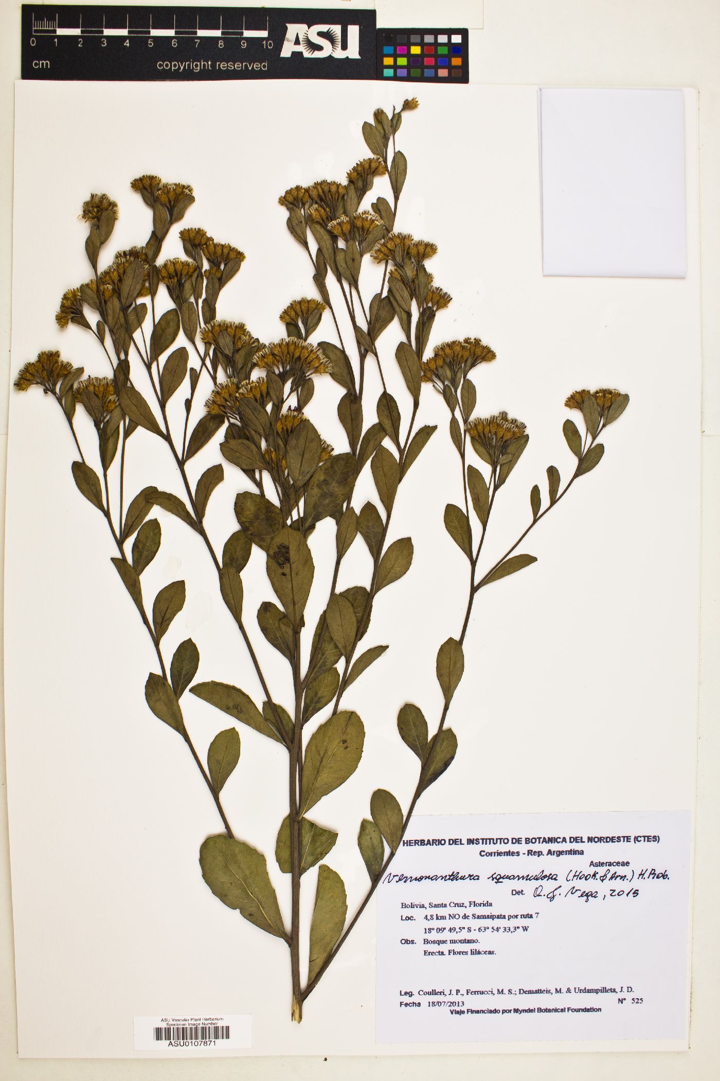 Vernonanthura squamulosa image