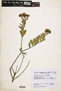 Vernonanthura squamulosa image