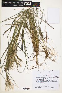 Schizachyrium microstachyum image