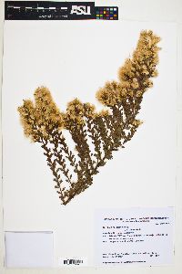 Baccharis rufescens image