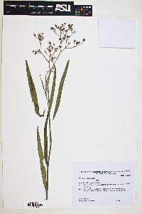 Vernonia incana image