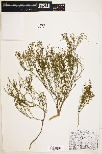 Fagonia chilensis var. laevis image