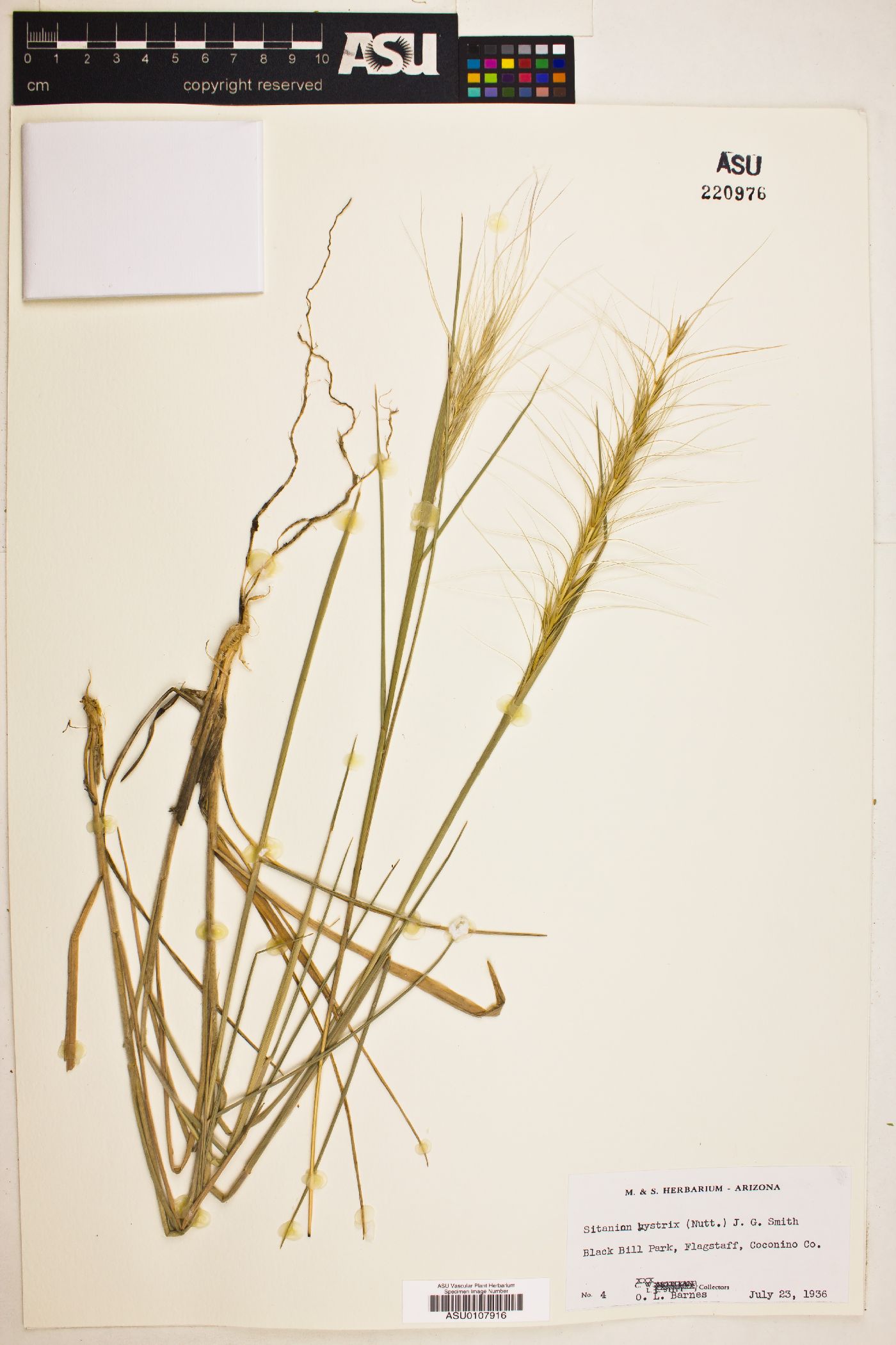 Elymus elymoides subsp. elymoides image