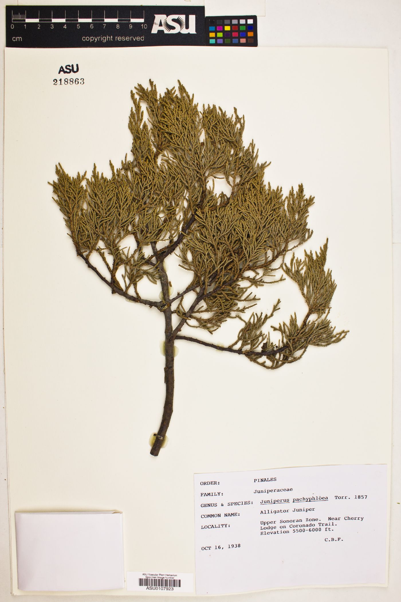 Juniperus pachyphlaea image