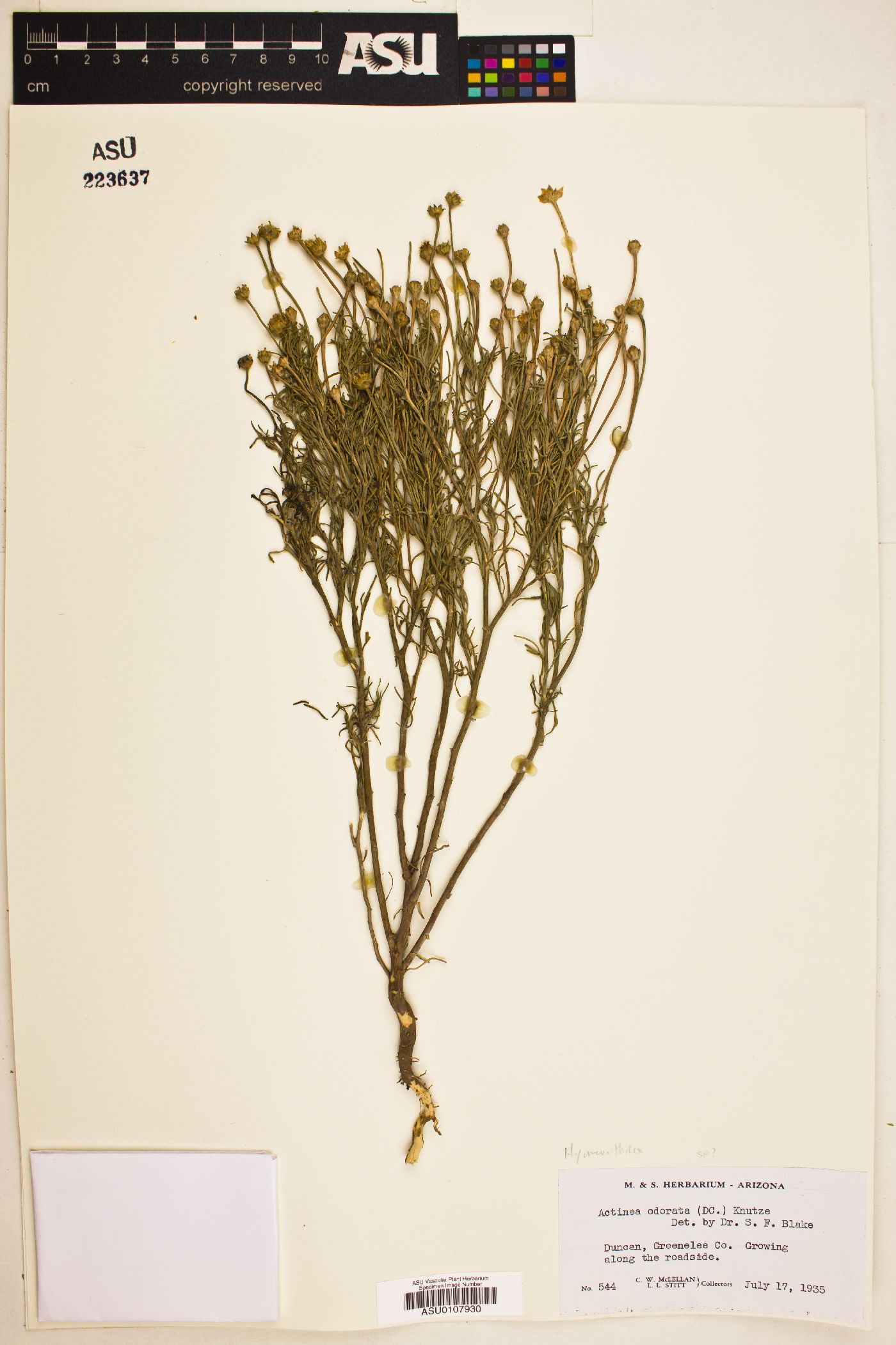 Hymenoxys richardsonii var. richardsonii image