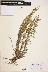 Artemisia wrightii image