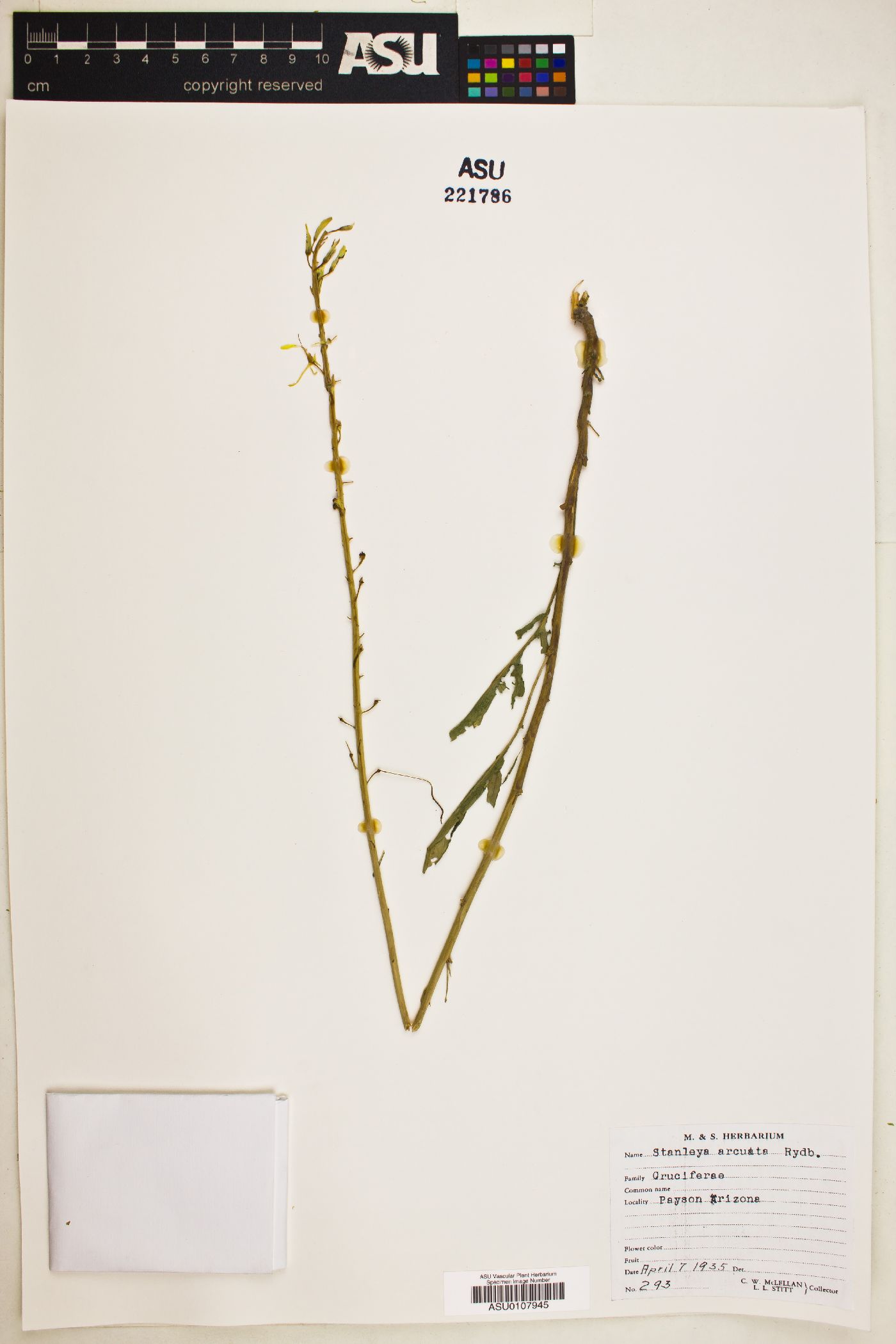 Stanleya arcuata image