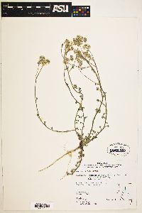 Ipomopsis congesta subsp. palmifrons image