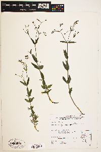 Kelloggia galioides image