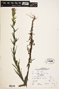 Castilleja minor var. exilis image