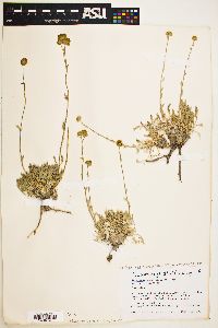 Sphaeromeria potentilloides image