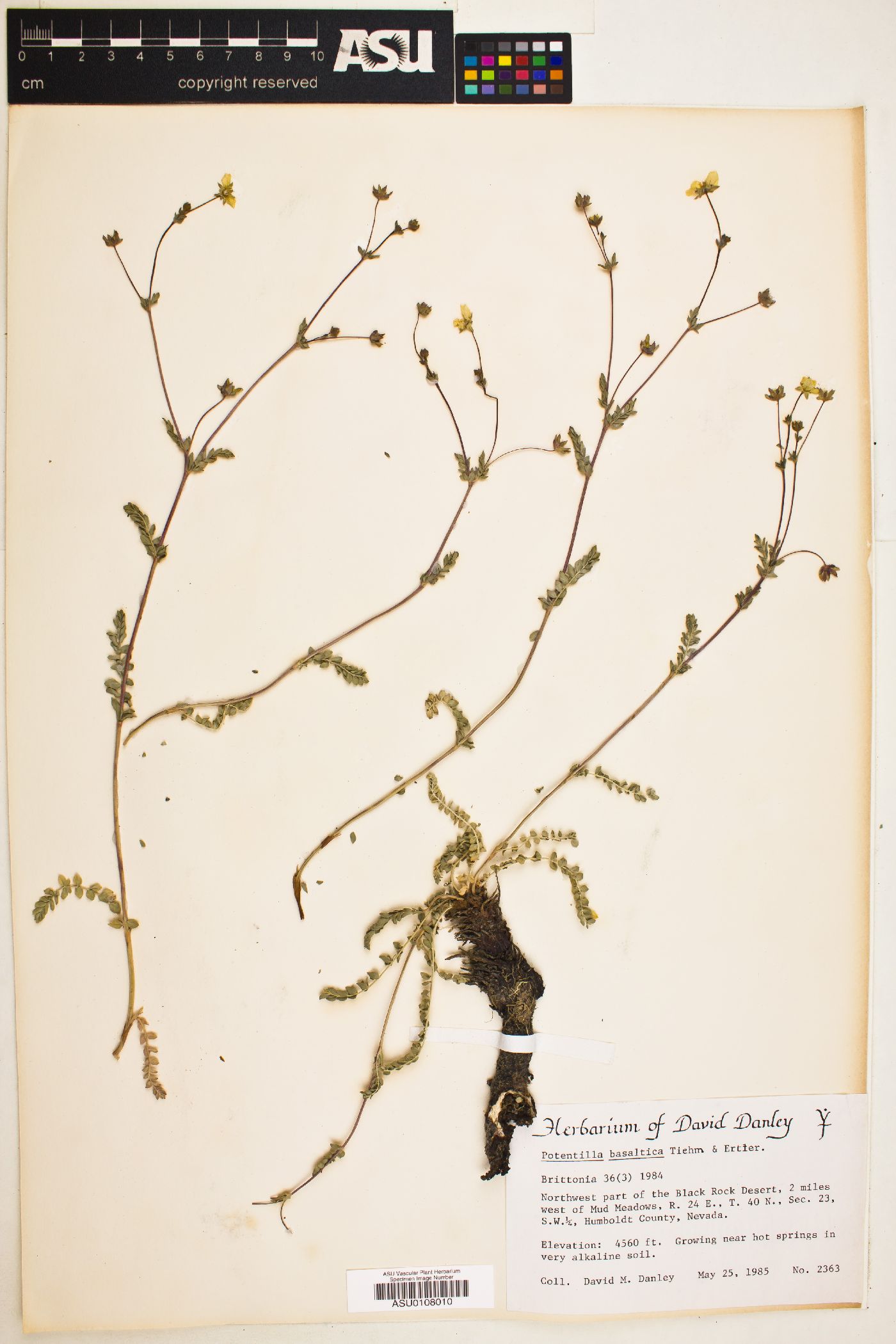Potentilla basaltica image