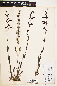 Penstemon eatonii image