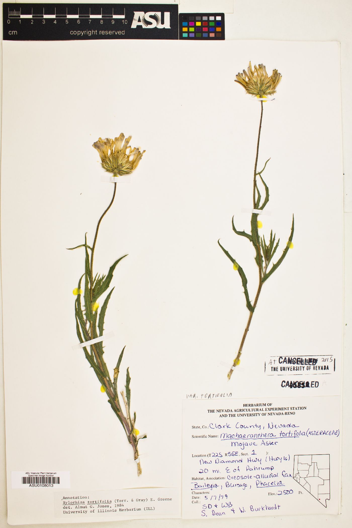 Machaeranthera tortifolia image