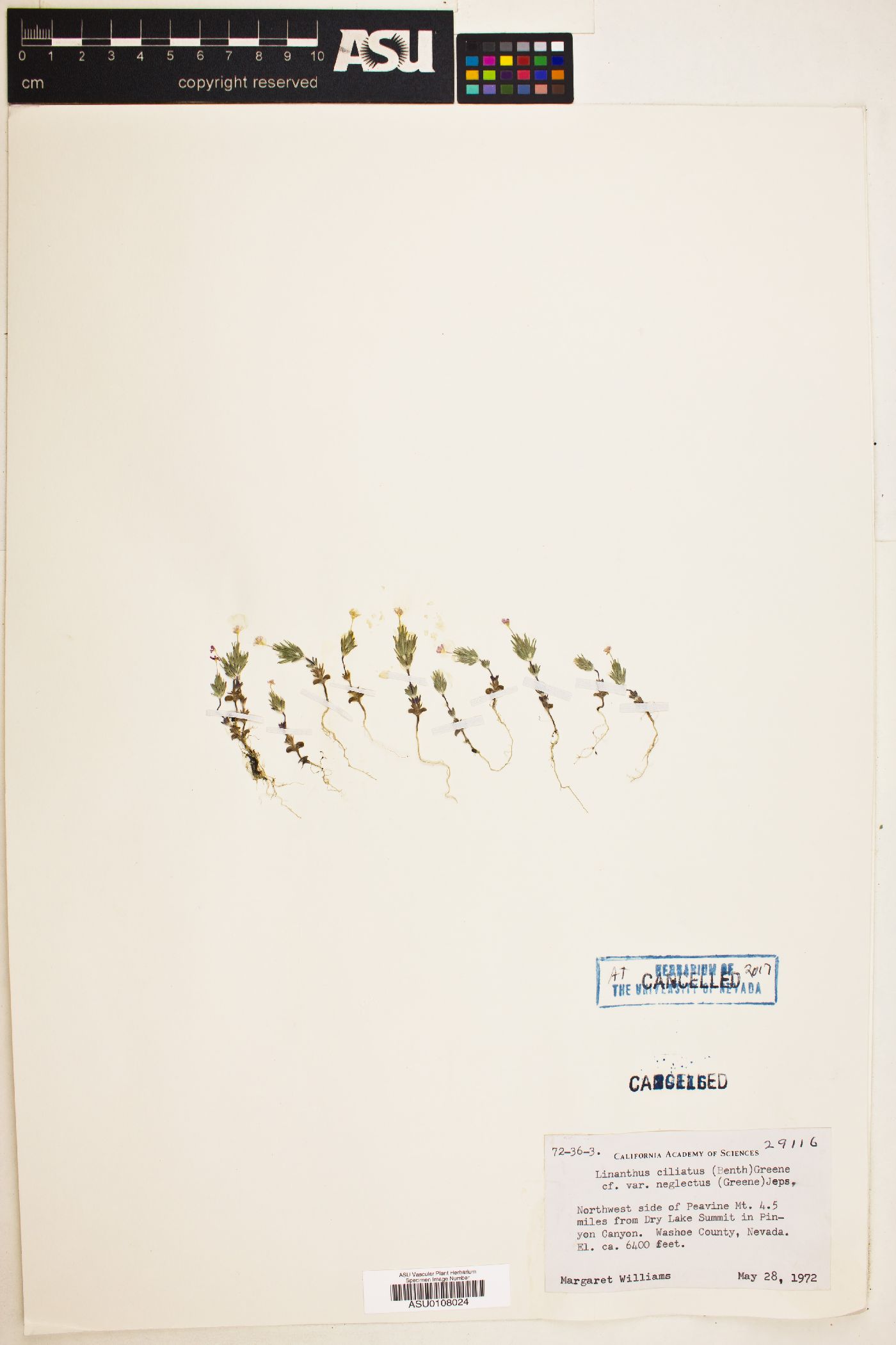 Linanthus ciliatus var. neglectus image