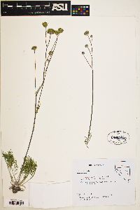 Hymenopappus filifolius var. nanus image