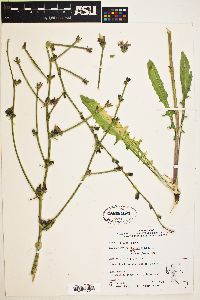 Cichorium intybus image