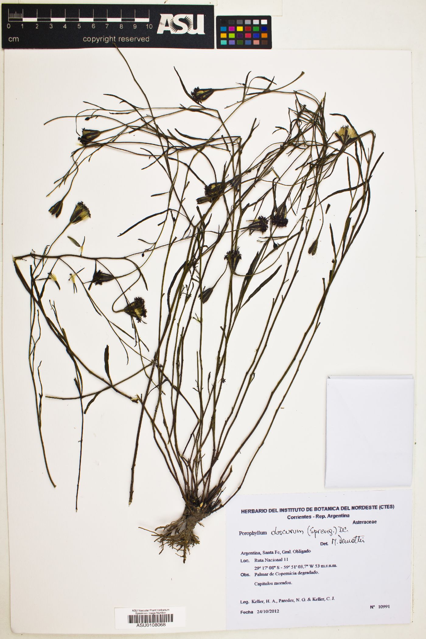 Porophyllum obscurum image