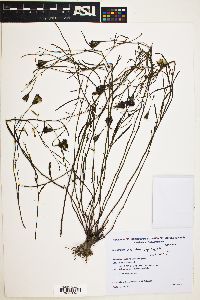 Image of Porophyllum obscurum