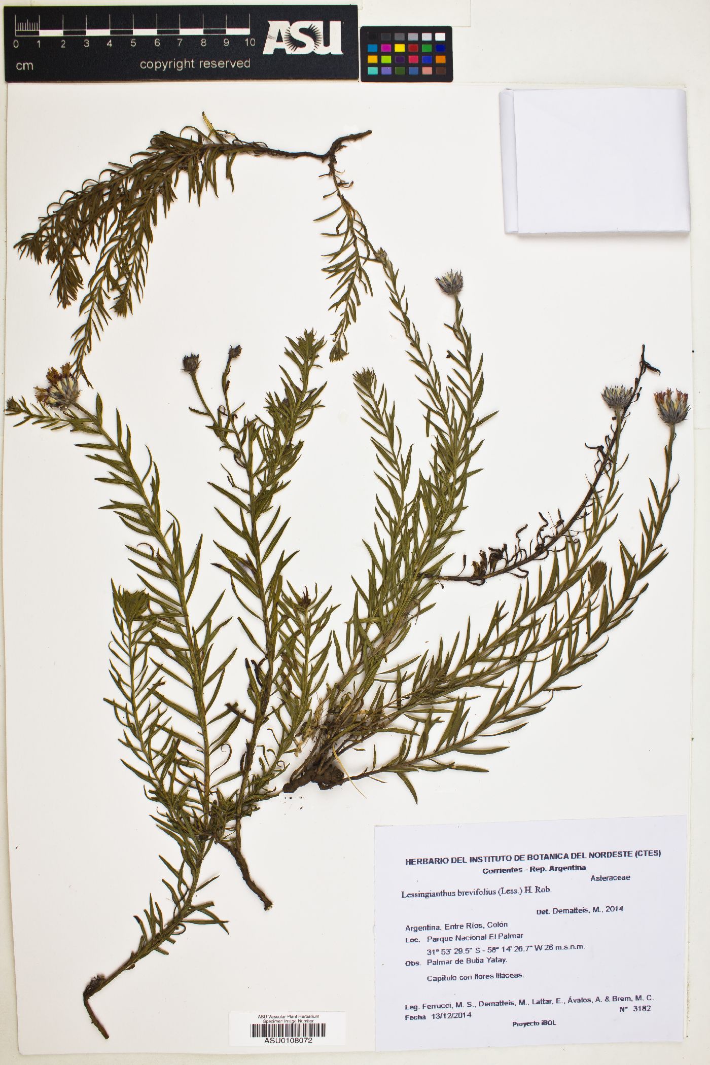 Lessingianthus brevifolius image