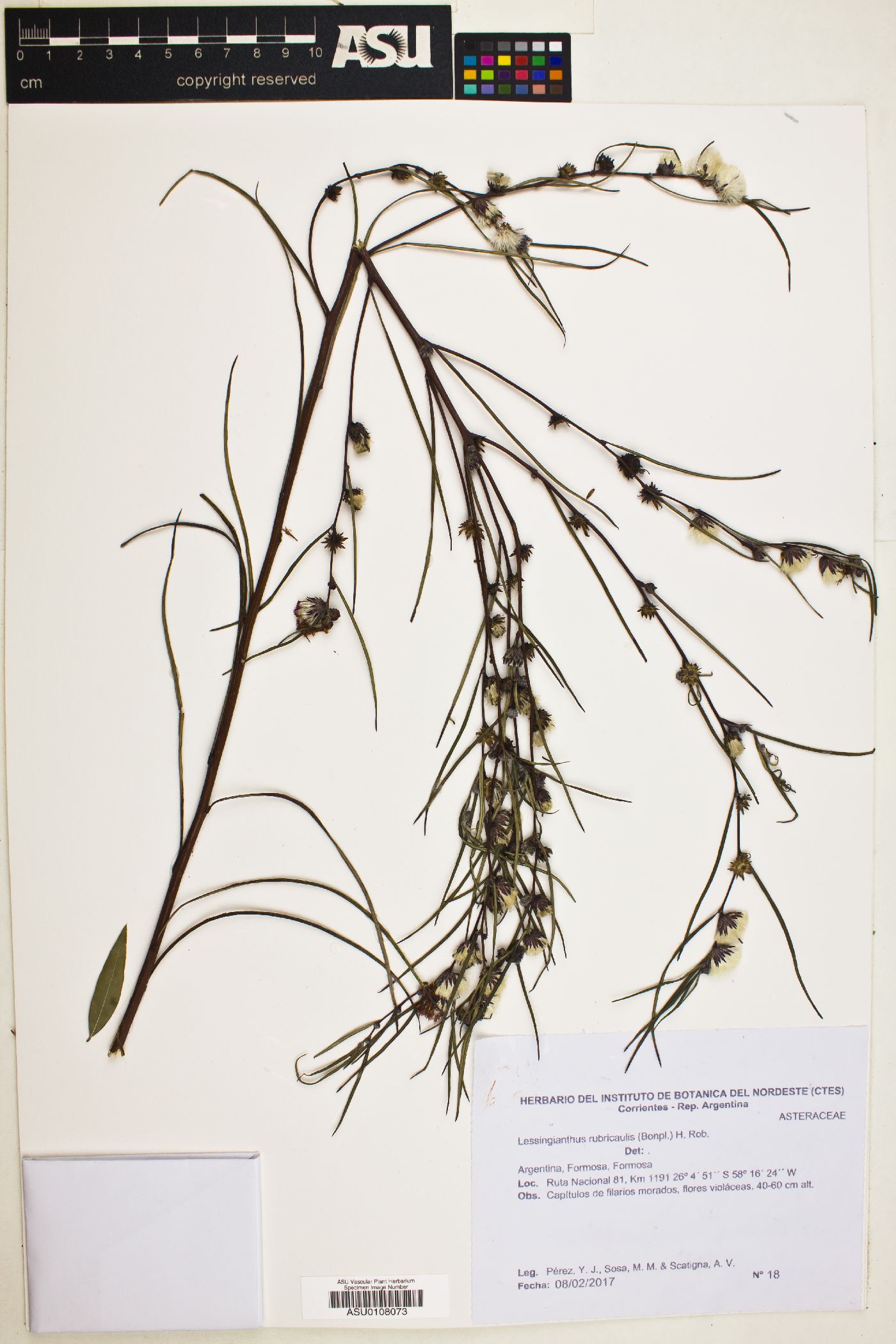 Lessingianthus rubricaulis image