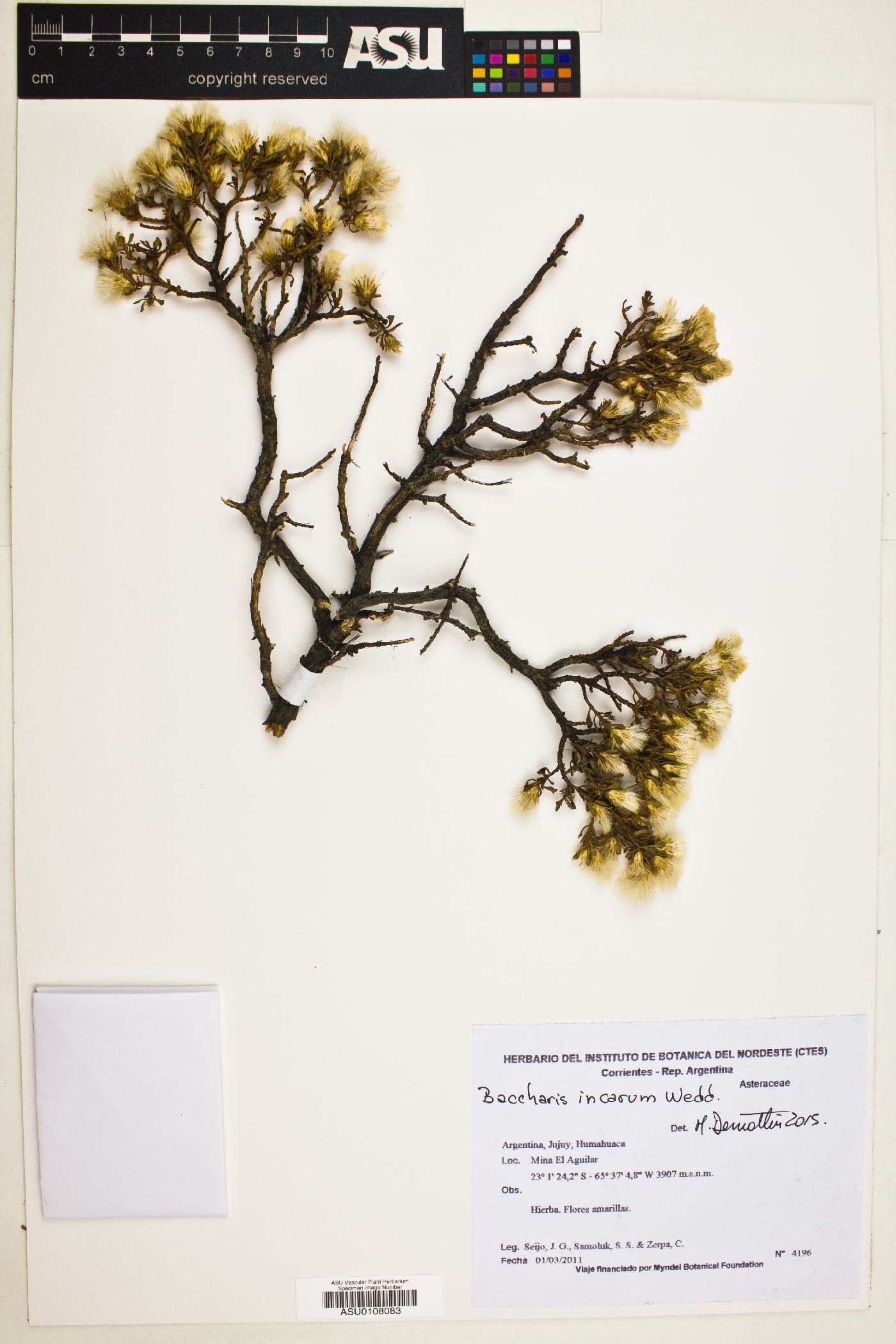 Baccharis tola var. incarum image