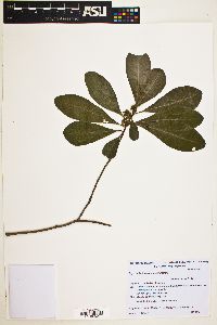 Myrsine laetevirens image