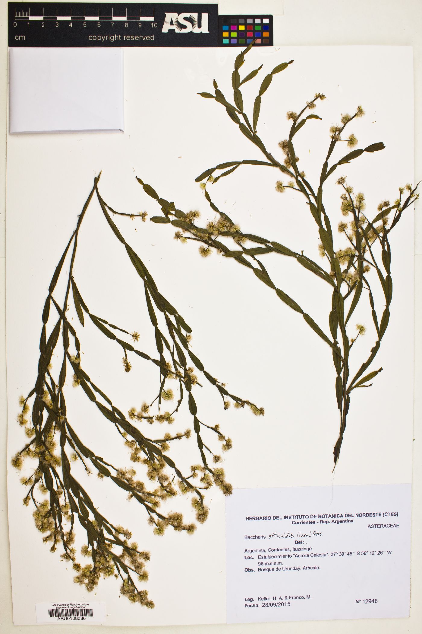 Baccharis articulata image