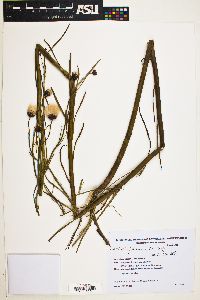 Baccharis juncea image