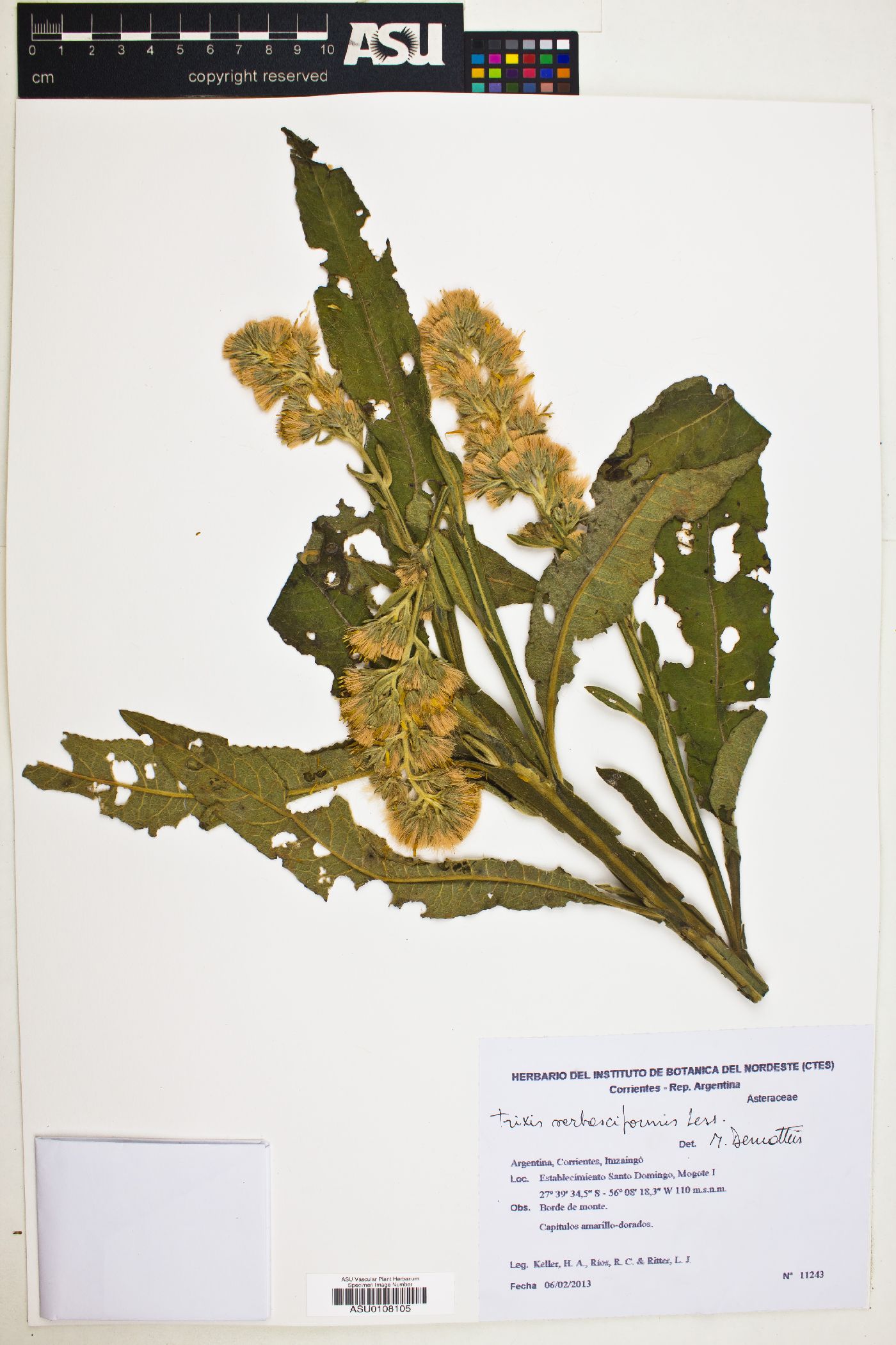 Trixis nobilis image