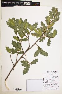 Quercus gambelii X turbinella image