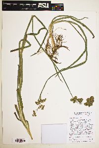 Juncus xiphioides image