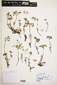 Eriogonum microtheca image