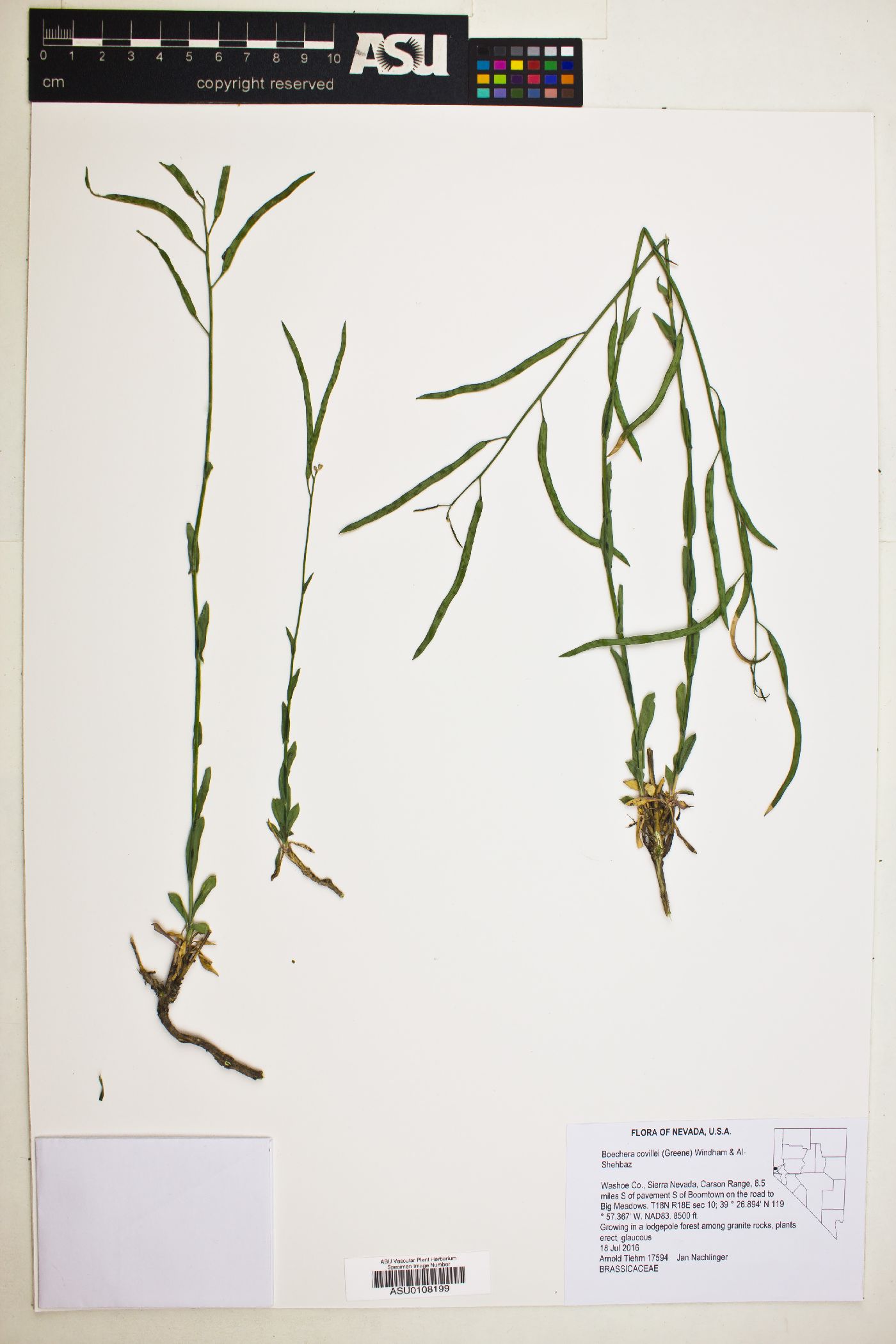 Boechera covillei image