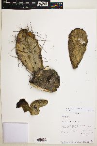 Opuntia quitensis image