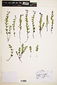 Scutellaria angustifolia image