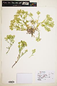 Lepidium montanum image