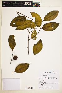Psidium rostratum image