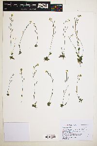 Draba albertina image