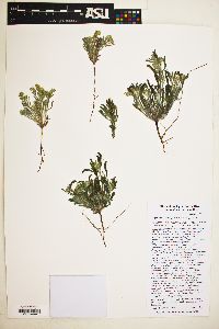 Cryptantha crassisepala image