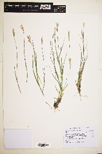 Danthonia unispicata image