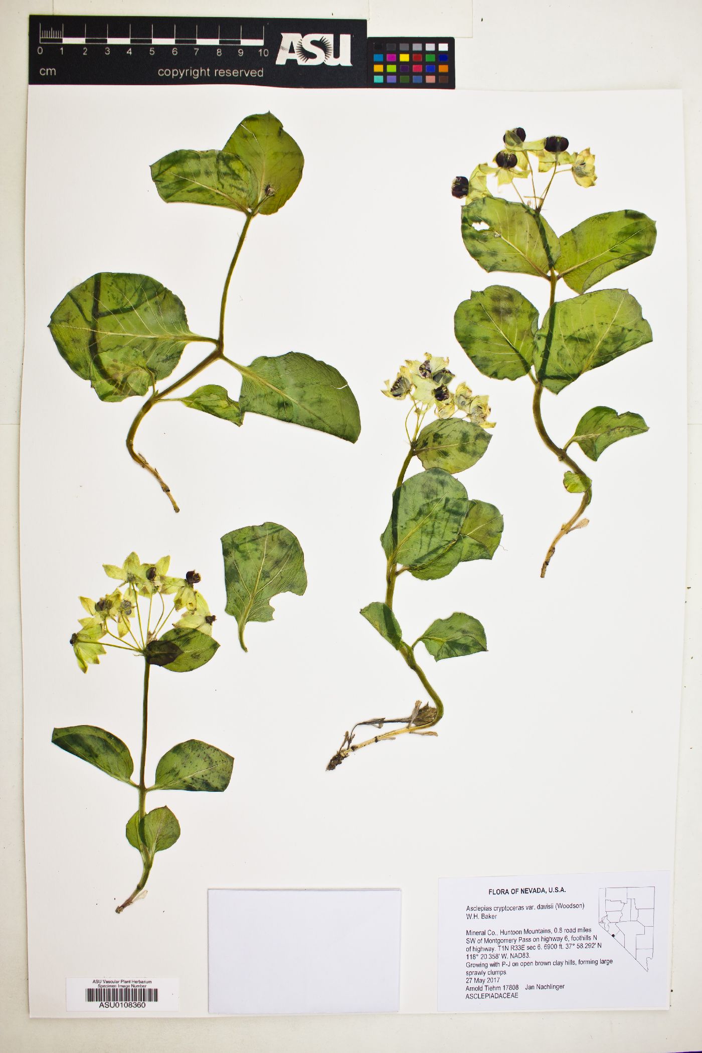 Asclepias cryptoceras var. davisii image