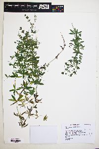 Galium mexicanum image